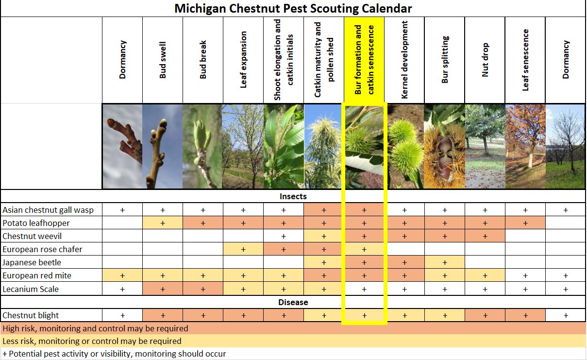 Chestnut scouting calendar